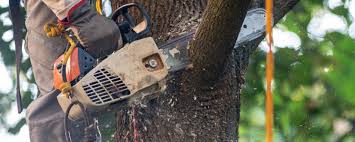 Best Tree Trimming and Pruning  in Pearland, TX