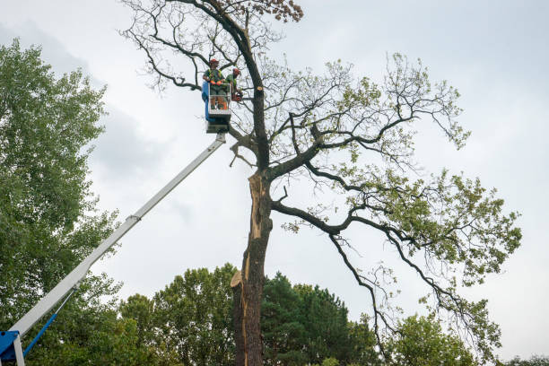 Pearland, TX Tree Care Company