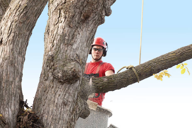 Best Stump Grinding and Removal  in Pearland, TX